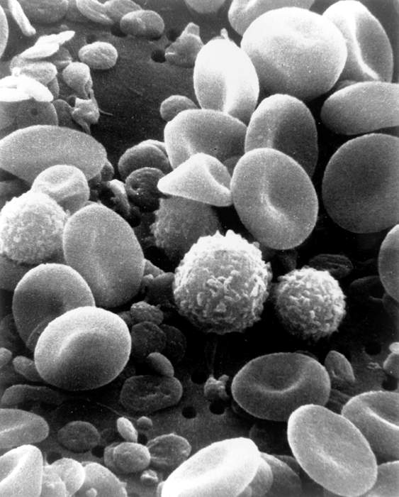 White blood cell: Type of cells of the immunological system