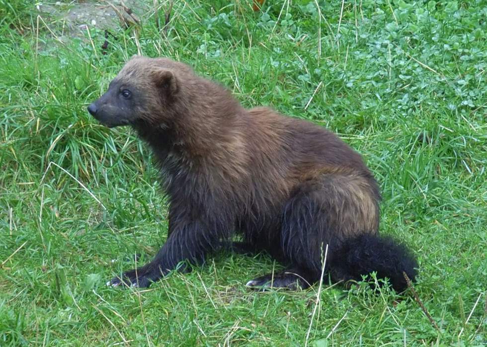 Wolverine: Species of the family Mustelidae