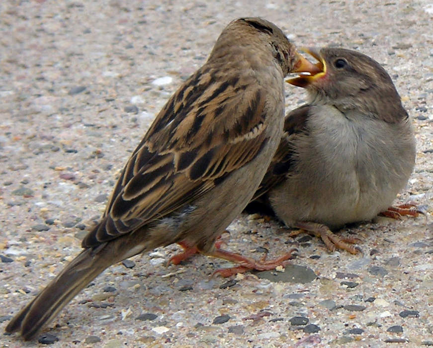 World Sparrow Day: 