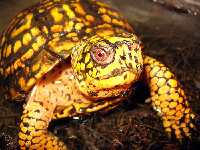 World Turtle Day: Annual festival to encourage protection and knowledge of turtles and tortoises