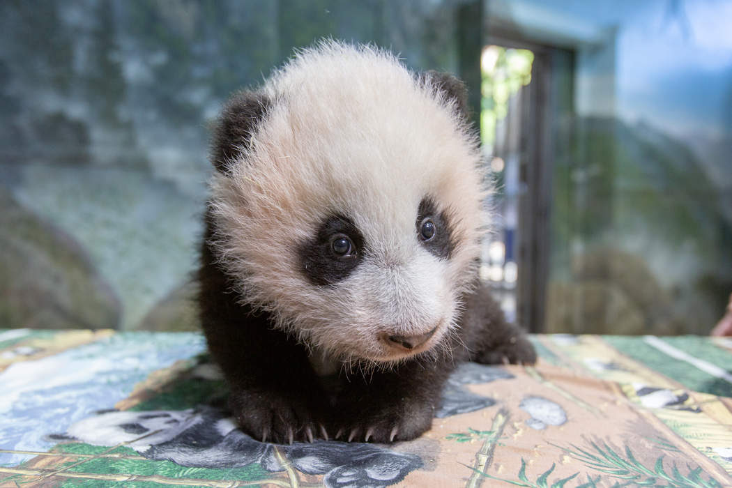 Xiao Qi Ji: Panda cub born at National Zoo, Washington, D.C.