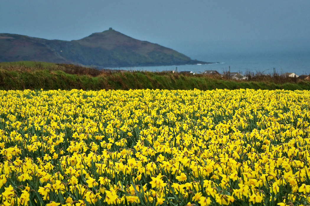 Yellow: Color between orange and green on the visible spectrum of light