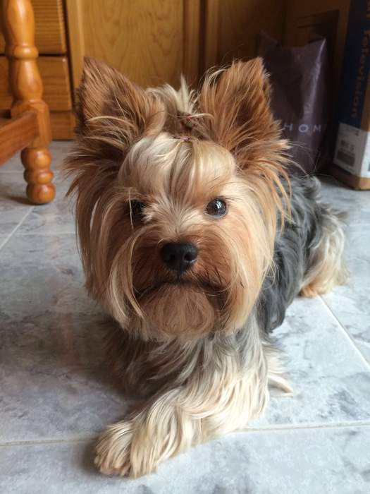 Yorkshire Terrier: Dog breed