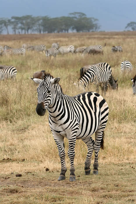 Zebra: Black-and-white striped animals in the equid family