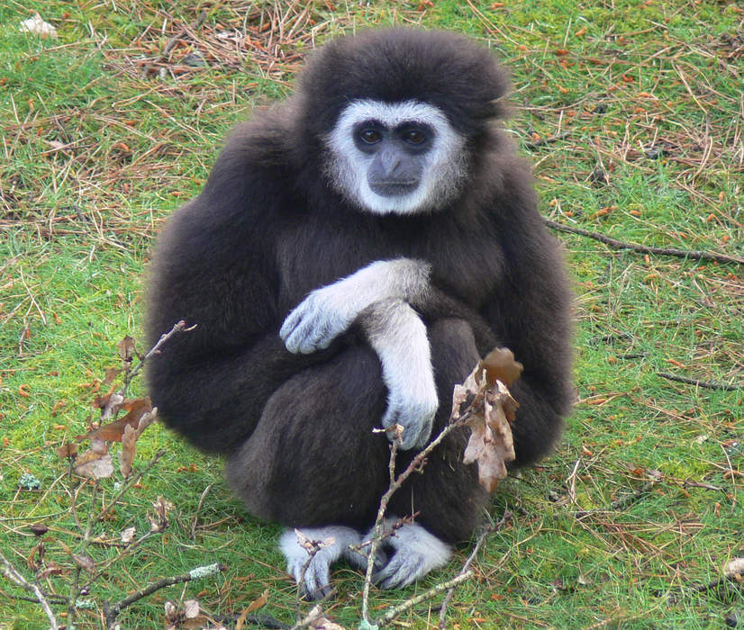 Zoo and Botanical Garden of Branféré: Zoo in Brittany, France